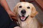 Welpen? Unser reinrassiger Golden Retriever Deckrüde bietet seine Dienste an