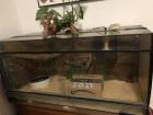 3 Boa constrictor & Terrarien 