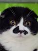 Scotisch fold Katze 6 Monate alt