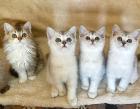 BKH silver shaded Kitten