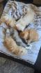 Zuckersüße Perser-Maincoon Kitten