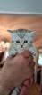 Bkh  kitten / Tabby