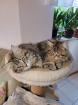 Main coon Mischlinge 4×