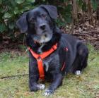 GRACIELLE - weiblich 8 Jahre 52 cm 25 kg Labrador-Mix Gechipt Kastriert