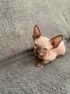 Sphynx Kätzchen