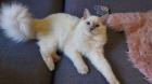 Ragdoll mädchen mit Stammbaum ?