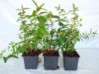 Bodendecker ab 0, 99 Euro - Cotoneaster, Vinca, Pachysandra, Efeu, diverse Staud
