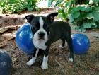 Boston Terrier mit Ahnentafel 