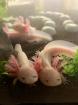 Axolotl Nachzucht in liebevolle Hände abzugeben