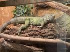Grüner Leguan Weiblich 9 Jahre alt mit Papieren (Iguana iguana)