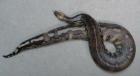 Suche 0.1 Blutpython