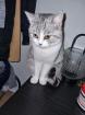 Bkh Mix deckkater 