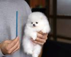Reinrassige Pomeranian-Spitz-Welpen