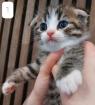 BKH Britisch Kurzhaar Katzen Scottish Fold Kater