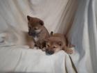 Shiba Inu Welpen