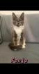 Maine Coon Kitten mit Stammbaum