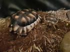2 wundervolle Breitrandschildkröten (auch mit komplettem Terrarium)