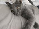 Kater , grau  4,5 Monate