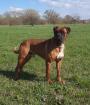 Boxer Deckrüde anzubieten