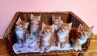 Maine Coons Kitten (ROT) red tabby 3 Weibchen & 3 Männlein