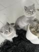 BKH Kitten mit Stammbaum und Gesundheitszeugnis