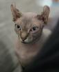 Sphynx Katze Weibchen