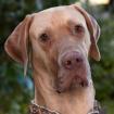 HERBERT -  männlich  1 Jahr  80 cm  48 kg  Deutsche Dogge  Gechipt