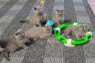Bkh schottische kitten