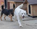 Meggie - lieb, freundlich, verträglich