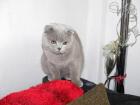 Deckkkater BKH/ Scottish Fold Lilac mit Stammbaum