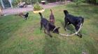 Hundebetreuung Nord