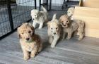 Goldendoodle Welpen