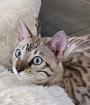 Bengal Katzen, weiblich, in liebevolle Hände abzugeben