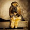 Bloodhounds of Samaria  //  Welpen mit Papieren 