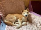 Yurushi - Shiba Inu-Mischling - freundlich, neugierig