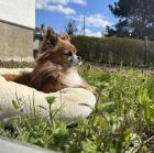 Chihuahua Deckrüde „Smokey“ sucht liebevolle Hündin