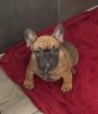 Französische Bulldoggen