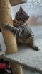 Hauskatze/weibliche Katze