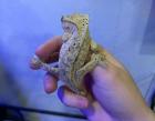 Crested Gecko Weibchen –  Dalmatiner-Morph