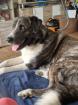 Maremanne  Herdenschutzhund Mix