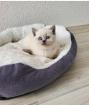 Reinrassige BKH blue point Kitten