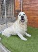 Diesel (m), 9 Jahre, 62 cm, Slowakei