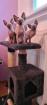 Sphynx Kitten suchen noch ein Zuhause 
