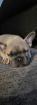 Französische Bulldogge 