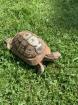Landschildkröte w 30 Jahre inkl. Terrarium in liebevolle Hände 