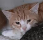 Freddy und Barney –  suchen dringend ein Zuhause! (aus dem Tierschutz / gechipt,