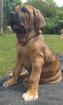 Fila Brasileiro Welpen