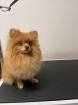 Pomeranian Zwergspitz