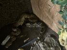 2 Boa Constrictor Imperator abzugeben