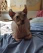 Sphynx Elf Katze Canadian Sphynx  